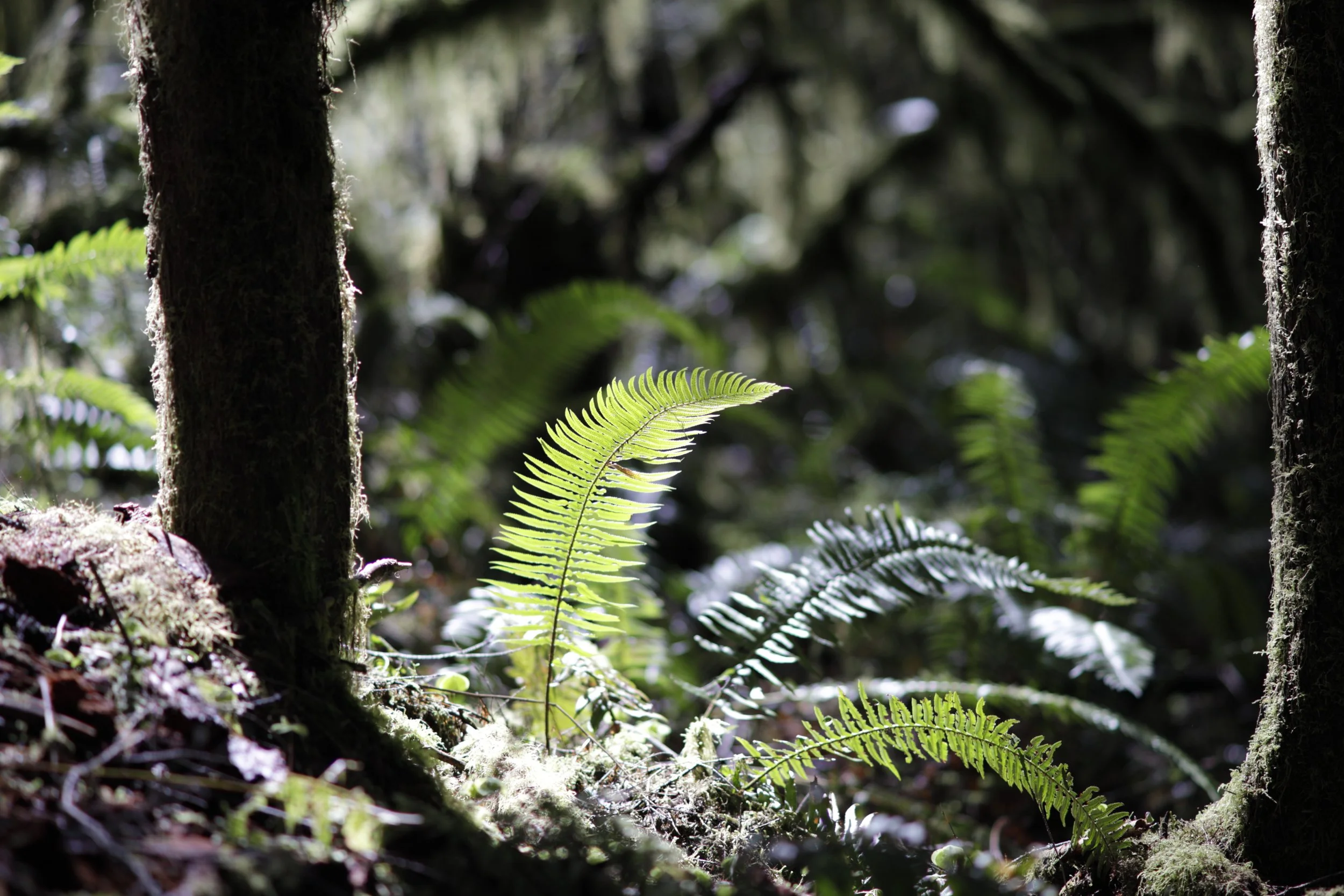 Canon New FD NFD F2 135mm Canon nFD 135mm F2.0 — Chase Hagen